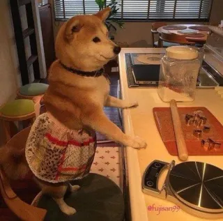 🌟 perro, animal, delantal, cocina, shiba inu whatsapp sticker