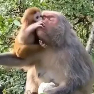 😘 singe, animaux, nature, bébé singe, affection, faune telegram sticker