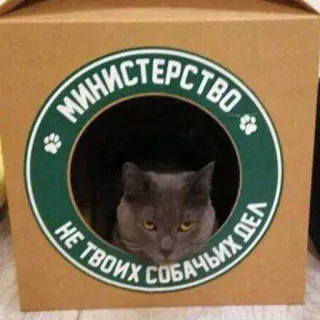 🖕 МИНИСТЕРСТВО
НЕ ТВОИХ СОБАЧИХ ДЕЛ 고양이, 상자, 러시아, 부, 애완 동물, 웃긴 telegram sticker