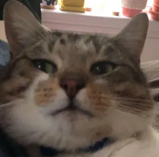 😶 cat, animal, pet, domestic animal, mammal whatsapp sticker