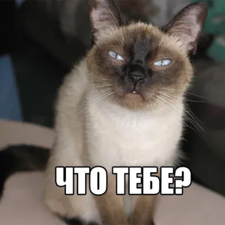 Котеечные дела whatsapp stickers