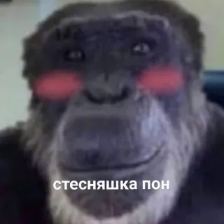 😅 стесняшка пон ape, monkey, animal, shy, cute, blush telegram sticker