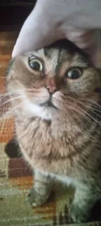 😑 gato, animal, animal de estimação, engraçado, fofo telegram sticker