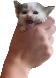 🥺 anak kucing, kucing, binatang, hewan peliharaan, imut telegram sticker