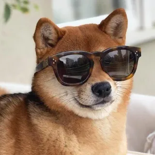 😎 Hund, Sonnenbrille, Shiba Inu, Tier, Haustier, cool telegram sticker