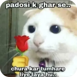 🐱 padosi k ghar se..
chura kar tumhare liye laya hu.. cat, rose, stolen, funny, meme telegram sticker