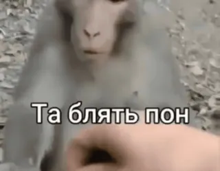 😠 Та блять пон Affe, russisch, Fluch, beleidigend telegram sticker