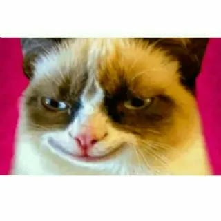 گربه ی خاص :] whatsapp stickers