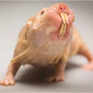😬 Nacktmull, Nagetier, Tier, Wildtier, süß, haarlos, Säugetier telegram sticker