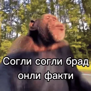 👍 Monkey Согли согли брад онли факти telegram sticker