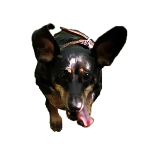 😛 собака, животное, питомец, такса, уши, бег whatsapp sticker