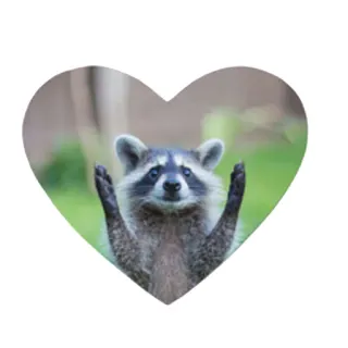 ❤️ mapache, animal, corazón, lindo, naturaleza whatsapp sticker