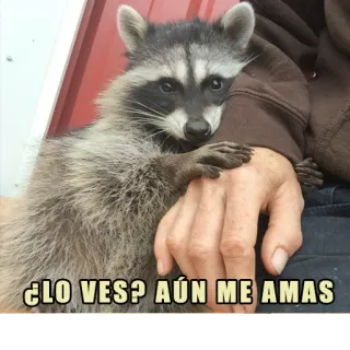 ❤️ ¿LO VES? AÚN ME AMAS rakun, hewan peliharaan, hewan, cinta, imut whatsapp sticker