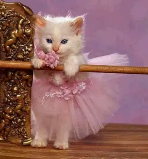 💃 kitten, cat, tutu, pink, cute, animal, ballerina telegram sticker