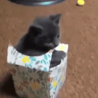 📦 kitten, cat, box, cute, animal, pet telegram sticker