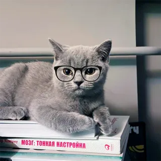 🤓 МОЗГ: ТОНКАЯ НАСТРОЙКА kucing, kacamata, buku, imut, binatang, hewan peliharaan telegram sticker