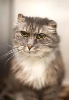 😒 gatto, gatto grigio, animale, animale domestico, felino, animale da compagnia, mammifero, pelo lungo telegram sticker