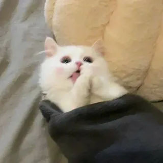 💓 кот, милый, животное, домашнее животное, белый кот, язык whatsapp sticker