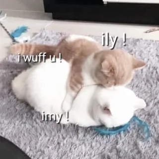 🖇 ily! i wuff u! imy! gatos, amor, lindo, animales, mascota, cariño, gatito whatsapp sticker