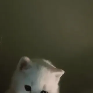 💗 gato, animal, branco, fofo, animal de estimação whatsapp sticker