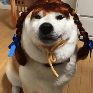 🐕 Hund, Kostüm, Perücke, Tier, süß, Shiba Inu telegram sticker
