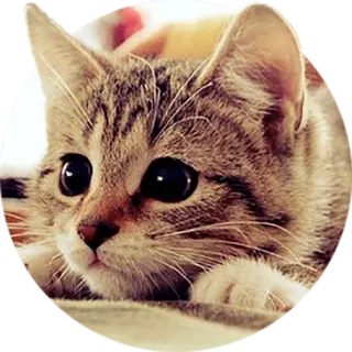 😞 cat, kitten, animal, pet, cute, domestic cat telegram sticker