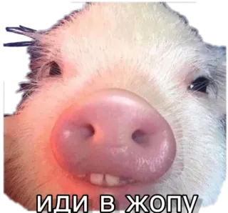 😡 ИДИ В ЖОПУ babi, lucu, hewan, meme, menyinggung telegram sticker