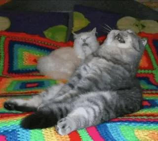 😂 cat, animals, cute, kittens, pets telegram sticker