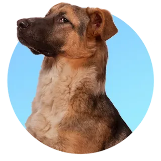 Подбери стикер здесь > @adoptapackbot telegram stickers