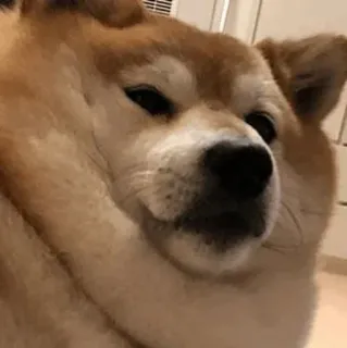 ☁ anjing, shiba inu, meme, hewan, peliharaan, imut, lucu telegram sticker