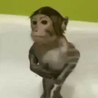 🐵 monkey, animal, ape, standing, primate whatsapp sticker