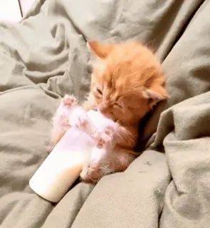 🌟 Kätzchen, Katze, Milch, Flasche, süß, Tier, Haustier whatsapp sticker
