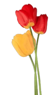 🌷 Tulpen, Blumen, rote Tulpen, gelbe Tulpe, floral, Strauß whatsapp sticker