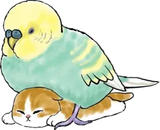 🦜 pássaro, gato, periquito, gatinho, animal, fofo, doméstico telegram sticker