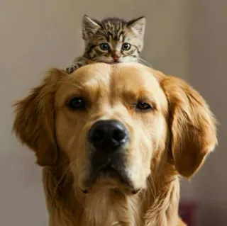 🐈 고양이, 개, 새끼 고양이, 골든 리트리버, 동물, 애완 동물, 귀여운 telegram sticker