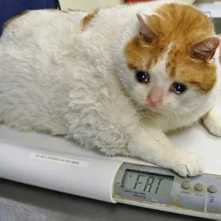 💧 FAT Katze, traurig, Tier, Gewicht, lustig telegram sticker