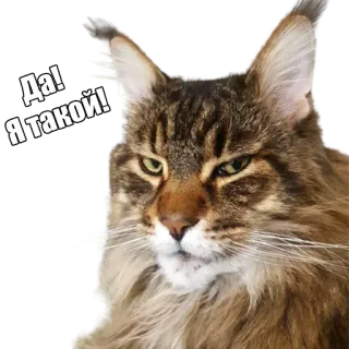 😏 Да! Я такой! кот, животное, мем, русский, выражение, отношение telegram sticker