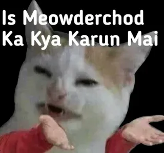 😑 Is Meowderchod Ka Kya Karun Mai chat, mème, offensant, humour, drôle telegram sticker