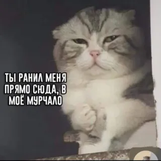 😞 ТЫ РАНИЛ МЕНЯ ПРЯМО СЮДА, В МОЁ МУРЧАЛО Katze, Meme, Russisch, Traurig telegram sticker