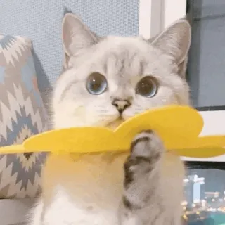 🐈‍⬛️ cat, kitten, animal, cute, pet, yellow toy telegram sticker