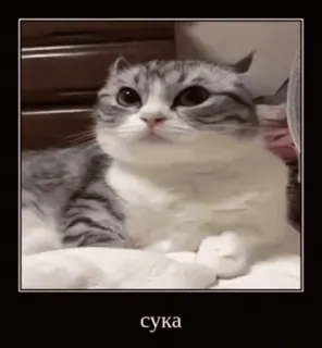 🌟 сука cat, meme, russian, offensive telegram sticker