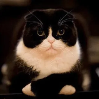 😡 gato, gato preto e branco, animal, animal de estimação, gato doméstico, fofo, felino whatsapp sticker