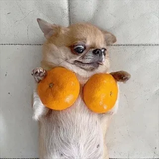 🍫 chien, chihuahua, oranges, fruit, mignon, drôle, animal de compagnie, animal whatsapp sticker