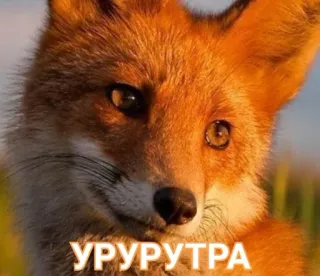 🌄 УРУРУТРА raposa, animal, fofo, vida selvagem, meme telegram sticker