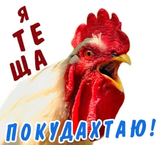 Animals Army @stickersb2b telegram stickers