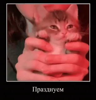 🥳 Празднуем gato, celebração, gatinho, fofo, animal, meme telegram sticker