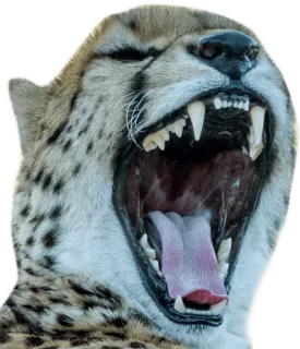 CheeStix 5000 telegram stickers
