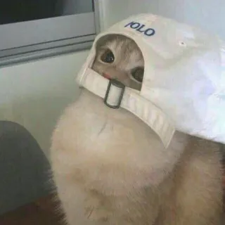 😁 POLO gato, polo, chapéu, animal, animal de estimação telegram sticker