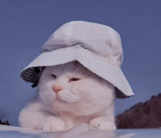 🐱 고양이, 모자, 동물, 애완동물, 귀여운, 흰 고양이, 웃긴, 새끼 고양이 telegram sticker