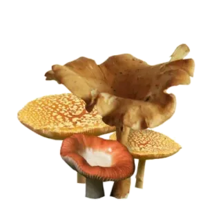 🍄 버섯, 균류, 숲, 자연 telegram sticker
